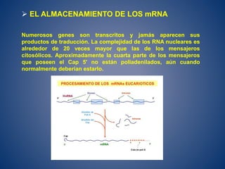  EL ALMACENAMIENTO DE LOS mRNA
Numerosos genes son transcritos y jamás aparecen sus
productos de traducción. La complejidad de los RNA nucleares es
alrededor de 20 veces mayor que las de los mensajeros
citosólicos. Aproximadamente la cuarta parte de los mensajeros
que poseen el Cap 5' no están poliadenilados, aún cuando
normalmente deberían estarlo.
 