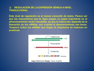  REGULACIÓN DE LA EXPRESIÓN GÉNICA A NIVEL
TRADUCCIONAL
Este nivel de regulación es el menos conocido de todos. Parece ser
que los mecanismos que lo rigen juegan un papel importante en el
almacenamiento recién estudiado, ya que la traducción depende de la
liberación de los mRNAs, aún cuando el almacenamiento sea breve.
Tampoco todos los mRNAs que llegan al citoplasma se traducen en
proteínas.
 