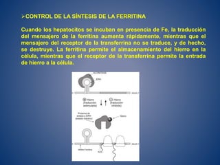 CONTROL DE LA SÍNTESIS DE LA FERRITINA
Cuando los hepatocitos se incuban en presencia de Fe, la traducción
del mensajero de la ferritina aumenta rápidamente, mientras que el
mensajero del receptor de la transferrina no se traduce, y de hecho,
se destruye. La ferritina permite el almacenamiento del hierro en la
célula, mientras que el receptor de la transferrina permite la entrada
de hierro a la célula.
 
