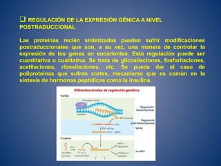  REGULACIÓN DE LA EXPRESIÓN GÉNICA A NIVEL
POSTRADUCCIONAL
Las proteínas recién sintetizadas pueden sufrir modificaciones
postraduccionales que son, a su vez, una manera de controlar la
expresión de los genes en eucariontes. Esta regulación puede ser
cuantitativa o cualitativa. Se trata de glicosilaciones, fosforilaciones,
acetilaciones, ribosilaciones, etc. Se puede dar el caso de
poliproteínas que sufren cortes, mecanismo que es común en la
síntesis de hormonas peptídicas como la insulina.
 