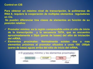 Control en CIS
Para obtener un máximo nivel de transcripción, la polimerasa de
RNA II, requiere la cooperación de múltiples elementos reguladores
en Cis.
Se pueden diferenciar tres clases de elementos en función de su
posición relativa:
 Promotor mínimo: es la región comprendida entre el sitio de inicio
de la transcripción y la secuencia TATA, que se encuentra
aproximadamente a 30pb (pares de bases) del sitio de iniciación
del mRNA.
 Elementos proximales: Normalmente existen dos o mas
elementos próximos al promotor situados a unos 100 -200pb
(pares de base) aguas arriba del sitio de inicio del mRNA.
 