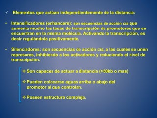  Elementos que actúan independientemente de la distancia:
• Intensificadores (enhancers): son secuencias de acción cis que
aumenta mucho las tasas de transcripción de promotores que se
encuentran en la misma molécula. Activando la transcripción, es
decir regulándola positivamente.
• Silenciadores: son secuencias de acción cis, a las cuales se unen
represores, inhibiendo a los activadores y reduciendo el nivel de
transcripción.
 Son capaces de actuar a distancia (>50kb o mas)
 Pueden colocarse aguas arriba o abajo del
promotor al que controlan.
 Poseen estructura compleja.
 