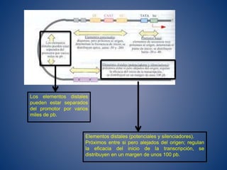 Los elementos distales
pueden estar separados
del promotor por varios
miles de pb.
Elementos distales (potenciales y silenciadores).
Próximos entre si pero alejados del origen; regulan
la eficacia del inicio de la transcripción, se
distribuyen en un margen de unos 100 pb.
 