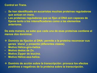 Control en Trans.
o Se han identificado en eucariotas muchas proteínas reguladoras
que actúan en trans.
o Las proteinas reguladoras que se fijan al DNA son capaces de
fijarse tanto a los intensificadores como a las elementos
anteriores.
De esta manera, se sabe que cada una de esas proteínas contiene al
menos dos dominios:
 Dominio de fijación al DNA: permite a la proteína reconocer sus
genes ¨diana¨ y presenta (diferentes clases).
• Motivo Hélice-giro-helice.
• Motivo dedos de Zn.
• Motivo Zipper de leucina.
• Motivo Hélice-asa-helice.
 Dominio de acción sobre la transcripción: provoca los efectos
positivos o negativos de la proteína sobre la transcripción.
 