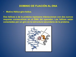 DOMINIO DE FIJACIÓN AL DNA
• Motivo Hélice-giro-helice.
Dos hélices α de la proteína represora interaccionan con dos surcos
mayores consecutivos en el DNA del operador. Las hélices están
conectadas por un giro en la estructura secundaria de la proteína.
 