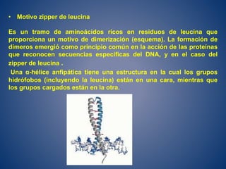 • Motivo zipper de leucina
Es un tramo de aminoácidos ricos en residuos de leucina que
proporciona un motivo de dimerización (esquema). La formación de
dímeros emergió como principio común en la acción de las proteínas
que reconocen secuencias especificas del DNA, y en el caso del
zipper de leucina .
Una α-hélice anfipática tiene una estructura en la cual los grupos
hidrófobos (incluyendo la leucina) están en una cara, mientras que
los grupos cargados están en la otra.
 