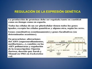 REGULACIÓN DE LA EXPRESIÓN GENÉTICA
 