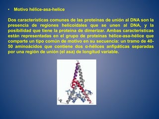 • Motivo hélice-asa-helice
Dos características comunes de las proteínas de unión al DNA son la
presencia de regiones helicoidales que se unen al DNA, y la
posibilidad que tiene la proteína de dimerizar. Ambas características
están representadas en el grupo de proteínas hélice-asa-hélice que
comparte un tipo común de motivo en su secuencia: un tramo de 40-
50 aminoácidos que contiene dos α-hélices anfipáticas separadas
por una región de unión (el asa) de longitud variable.
 