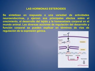 LAS HORMONAS ESTEROIDES
Se sintetizan en respuesta a una variedad de actividades
neuroendocrinas, y ejercen sus principales efectos sobre el
crecimiento, el desarrollo del tejido y la homeostasis corporal en el
mundo animal. Las diversas acciones de regulación del desarrollo y
función corporal se pueden explicar en términos de vías de
regulación de la expresión génica.
 