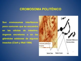 CROMOSOMA POLITÉNICO
Son cromosomas interfásicos
poco comunes que se encuentra
en las células de intestino,
órganos excretores o en las
glándulas sebáceas de algunos
insectos (Clark y Wall 1996)
 