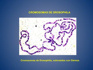 Cromosomas de Drosophila, coloreados con Giemsa
CROMOSOMAS DE DROSOPHILA
 