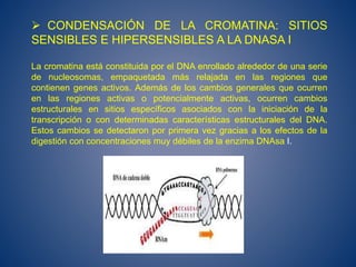  CONDENSACIÓN DE LA CROMATINA: SITIOS
SENSIBLES E HIPERSENSIBLES A LA DNASA I
La cromatina está constituida por el DNA enrollado alrededor de una serie
de nucleosomas, empaquetada más relajada en las regiones que
contienen genes activos. Además de los cambios generales que ocurren
en las regiones activas o potencialmente activas, ocurren cambios
estructurales en sitios específicos asociados con la iniciación de la
transcripción o con determinadas características estructurales del DNA.
Estos cambios se detectaron por primera vez gracias a los efectos de la
digestión con concentraciones muy débiles de la enzima DNAsa I.
 