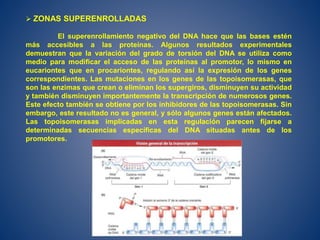  ZONAS SUPERENROLLADAS
El superenrollamiento negativo del DNA hace que las bases estén
más accesibles a las proteínas. Algunos resultados experimentales
demuestran que la variación del grado de torsión del DNA se utiliza como
medio para modificar el acceso de las proteínas al promotor, lo mismo en
eucariontes que en procariontes, regulando así la expresión de los genes
correspondientes. Las mutaciones en los genes de las topoisomerasas, que
son las enzimas que crean o eliminan los supergiros, disminuyen su actividad
y también disminuyen importantemente la transcripción de numerosos genes.
Este efecto también se obtiene por los inhibidores de las topoisomerasas. Sin
embargo, este resultado no es general, y sólo algunos genes están afectados.
Las topoisomerasas implicadas en esta regulación parecen fijarse a
determinadas secuencias específicas del DNA situadas antes de los
promotores.
 