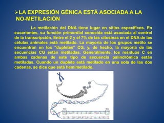 LA EXPRESIÓN GÉNICA ESTÁ ASOCIADA A LA
NO-METILACIÓN
La metilación del DNA tiene lugar en sitios específicos. En
eucariontes, su función primordial conocida está asociada al control
de la transcripción. Entre el 2 y el 7% de las citosinas en el DNA de las
células animales está metilado. La mayoría de los grupos metilo se
encuentran en los "dupletes" CG, y, de hecho, la mayoría de las
secuencias CG están metiladas. Generalmente, los residuos C en
ambas cadenas de este tipo de secuencia palindrómica están
metiladas. Cuando un duplete está metilado en una sola de las dos
cadenas, se dice que está hemimetilado.
 