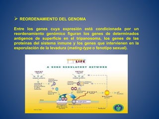  REORDENAMIENTO DEL GENOMA
Entre los genes cuya expresión está condicionada por un
reordenamiento genómico figuran los genes de determinados
antígenos de superficie en el tripanosoma, los genes de las
proteínas del sistema inmune y los genes que intervienen en la
esporulación de la levadura (mating-type o fenotipo sexual).
 