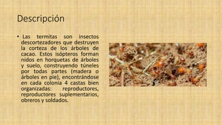 plagas-y-enfermedades-del-cacao | PPTX