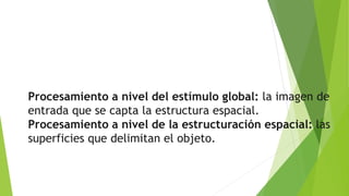 Procesamiento a nivel del estímulo global: la imagen de
entrada que se capta la estructura espacial.
Procesamiento a nivel de la estructuración espacial: las
superficies que delimitan el objeto.
 