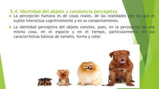 5.4. Identidad del objeto y constancia perceptiva
 La percepción humana es de cosas reales, de las realidades con las que el
sujeto interactúa cognitivamente y en su comportamiento.
 La identidad perceptiva del objeto consiste, pues, en la percepción de una
misma cosa, en el espacio y en el tiempo, particularmente en sus
características básicas de tamaño, forma y color.
 