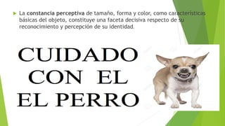 La constancia perceptiva de tamaño, forma y color, como características
básicas del objeto, constituye una faceta decisiva respecto de su
reconocimiento y percepción de su identidad.
 