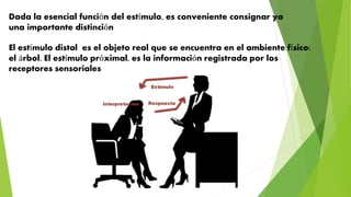 Dada la esencial función del estímulo, es conveniente consignar ya
una importante distinción
El estímulo distal es el objeto real que se encuentra en el ambiente físico:
el árbol. El estímulo próximal, es la información registrada por los
receptores sensoriales
 