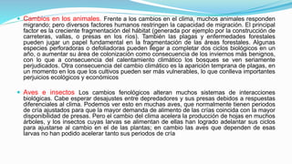  Cambios en los animales. Frente a los cambios en el clima, muchos animales responden
migrando; pero diversos factores humanos restringen la capacidad de migración. El principal
factor es la creciente fragmentación del hábitat (generada por ejemplo por la construcción de
carreteras, vallas, o presas en los ríos). También las plagas y enfermedades forestales
pueden jugar un papel fundamental en la fragmentación de las áreas forestales. Algunas
especies perforadoras o defoliadoras pueden llegar a completar dos ciclos biológicos en un
año, o aumentar su área de colonización como consecuencia de los inviernos más benignos,
con lo que a consecuencia del calentamiento climático los bosques se ven seriamente
perjudicados. Otra consecuencia del cambio climático es la aparición temprana de plagas, en
un momento en los que los cultivos pueden ser más vulnerables, lo que conlleva importantes
perjuicios ecológicos y económicos
 Aves e insectos Los cambios fenológicos alteran muchos sistemas de interacciones
biológicas. Cabe esperar desajustes entre depredadores y sus presas debidos a respuestas
diferenciales al clima. Podemos ver esto en muchas aves, que normalmente tienen periodos
de cría ajustados para que la mayor demanda de alimento de las crías coincida con la mayor
disponibilidad de presas. Pero el cambio del clima acelera la producción de hojas en muchos
árboles, y los insectos cuyas larvas se alimentan de ellas han logrado adelantar sus ciclos
para ajustarse al cambio en el de las plantas; en cambio las aves que dependen de esas
larvas no han podido acelerar tanto sus periodos de cría
 