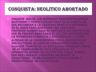 DURANTE  SIGLOS, los indígenas amazónicos habían mantenido y perfeccionado practicas agrícolas que recurrían a la variedad genética disponible en el área para mantener una adecuada provisión alimentaria no obstante los obstáculos que se presentaban para el cultivo sostenido por la diversidad climática y ecológica de la zona. A pesar de la crisis sufrida por el encuentro de dos culturas, se sabe de comunidades como los  desana  que todavía en la actualidad manejan  cerca  de 40 variedades de yuca utilizables en diferentes medios  de cultivo y de otras  etnias  que han logrado, cuidadosa selección  de caracteres , un mejoramiento en el tamaño y productividad  de los frutales. 