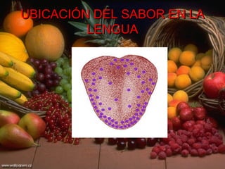 UBICACIÓN DEL SABOR EN LA LENGUA 