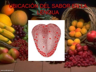 UBICACIÓN DEL SABOR EN LA LENGUA 