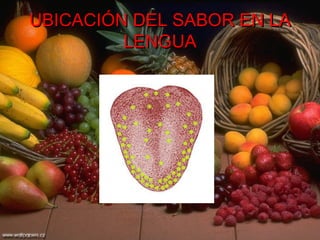 UBICACIÓN DEL SABOR EN LA LENGUA 
