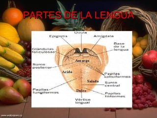 PARTES DE LA LENGUA 