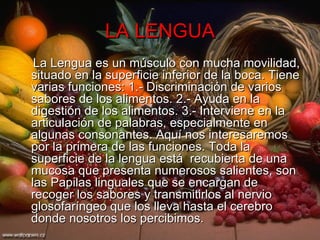 LA LENGUA La Lengua es un músculo con mucha movilidad, situado en la superficie inferior de la boca. Tiene varias funciones: 1.- Discriminación de varios sabores de los alimentos. 2.- Ayuda en la digestión de los alimentos. 3.- Interviene en la articulación de palabras, especialmente en algunas consonantes. Aquí nos interesaremos por la primera de las funciones. Toda la superficie de la lengua está  recubierta de una mucosa que presenta numerosos salientes, son las Papilas linguales que se encargan de recoger los sabores y transmitirlos al nervio glosofaríngeo que los lleva hasta el cerebro donde nosotros los percibimos.  