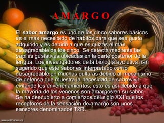AMARGO El  sabor amargo  es uno de los cinco sabores básicos es el más necesitado de hábitos para que sea gusto adquirido y es debido a que es quizás el más desagradable de los cinco. Se detecta mediante las papilas gustativas ubicadas en la parte posterior de la lengua. Los investigadores de la biología evolutiva han sugerido que este sabor es interpretado como desagradable en muchas culturas debido al mecanismo de defensa que muestra la necesidad de sobrevivir evitando los envenenamientos, esto es así debido a que la mayoría de los venenos son amargos en su sabor.  Se ha descubierto a comienzos del siglo XXI que los receptores de la sensación de amargo son unos sensores denominados T2R. 