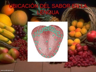UBICACIÓN DEL SABOR EN LA LENGUA 