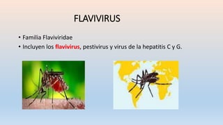 FLAVIVIRUS
• Familia Flaviviridae
• Incluyen los flavivirus, pestivirus y virus de la hepatitis C y G.
 
