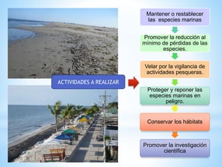 Mantener o restablecer
las especies marinas
Promover la reducción al
mínimo de pérdidas de las
especies.
Velar por la vigilancia de
actividades pesqueras.
Proteger y reponer las
especies marinas en
peligro.
Conservar los hábitats
Promover la investigación
científica
ACTIVIDADES A REALIZAR
 