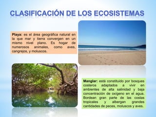 Playa: es el área geográfica natural en
la que mar y tierra convergen en un
mismo nivel plano. Es hogar de
numerosos animales, como aves,
cangrejos, y moluscos.
Manglar: está constituido por bosques
costeros adaptados a vivir en
ambientes de alta salinidad y baja
concentración de oxígeno en el agua.
Bordean gran parte de las costas
tropicales y albergan grandes
cantidades de peces, moluscos y aves.
 
