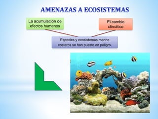Especies y ecosistemas marino
costeros se han puesto en peligro.
El cambio
climático
La acumulación de
efectos humanos
 