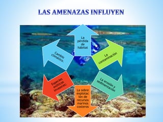 La
pérdida
de
hábitat
La sobre
explotac
ión de
recursos
marinos
costeros
 