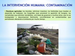 • Residuos agrícolas: los biocidas, (eliminan insectos), los herbicidas (que impiden el
desarrollo de malezas), los fungicidas (que previenen la aparición de hongos), los
nematicidas (que eliminan nemátodos, una clase de gusanos) y muchos otros, que no se
biodegradan o descomponen fácilmente, convirtiéndose en contaminantes que
permanecen afectando el ambiente por mucho tiempo.
 