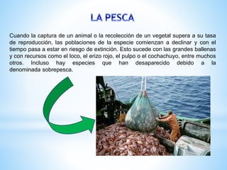 Cuando la captura de un animal o la recolección de un vegetal supera a su tasa
de reproducción, las poblaciones de la especie comienzan a declinar y con el
tiempo pasa a estar en riesgo de extinción. Esto sucede con las grandes ballenas
y con recursos como el loco, el erizo rojo, el pulpo o el cochachuyo, entre muchos
otros. Incluso hay especies que han desaparecido debido a la
denominada sobrepesca.
 