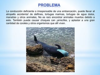 La conducción deficiente o irresponsable de una embarcación, puede llevar al
atropello accidenta! de delfines, tortugas marinas, tortugas de agua dulce,
manatíes y otros animales, No es raro encontrar animales muertos debido a
esto. También puede causar choques can ¡arrecifes, y aplastar a una gran
cantidad de corales y otros organismos que allí viven.
 