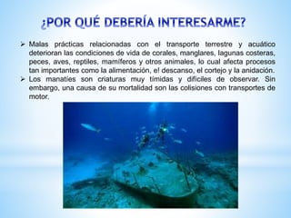  Malas prácticas relacionadas con el transporte terrestre y acuático
deterioran las condiciones de vida de corales, manglares, lagunas costeras,
peces, aves, reptiles, mamíferos y otros animales, lo cual afecta procesos
tan importantes como la alimentación, e! descanso, el cortejo y la anidación.
 Los manatíes son criaturas muy tímidas y difíciles de observar. Sin
embargo, una causa de su mortalidad son las colisiones con transportes de
motor.
 