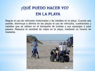 Regule el uso de vehículos motorizados y de caballos en la playa. Cuando sea
posible, disminuya o elimine en las playas el uso de vehículos, cuadraciclos y
caballos que se utilizan en el transporte de turistas y sus equipajes o para
paseos. Reduzca la cantidad de viajes en la playa, mediante un horario de
traslados.
 
