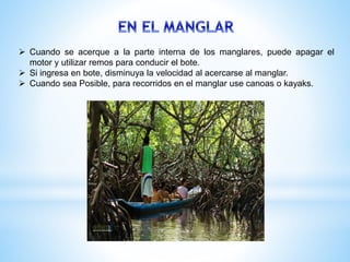  Cuando se acerque a la parte interna de los manglares, puede apagar el
motor y utilizar remos para conducir el bote.
 Si ingresa en bote, disminuya la velocidad al acercarse al manglar.
 Cuando sea Posible, para recorridos en el manglar use canoas o kayaks.
 