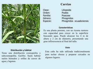 Carrizo
Clase: Liliopsida
Orden: Poales
Familia: Poaceae
Género: Phragmites
Especie: Phragmites ecuadoriensis
Distribución y hábitat
Tiene una distribución cosmopolita y
subcosmopolita. Geófito. Suele habitar
suelos húmedos y orillas de cursos de
agua y lagunas.
Usos
Esta caña ha sido utilizada tradicionalmente
para techar chozas y preparar cercados en
algunos lugares.
Características
Es una planta perenne, con un rizoma rastrero
con capacidad para crecer en la superficie
buscando agua. Puede alcanzar los 4 m de
altura y 2 cm de diámetro, presentando una
gran inflorescencia al final del tallo.
 