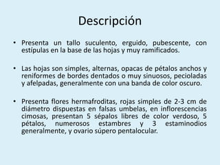 Descripción
• Presenta un tallo suculento, erguido, pubescente, con
estípulas en la base de las hojas y muy ramificados.
• Las hojas son simples, alternas, opacas de pétalos anchos y
reniformes de bordes dentados o muy sinuosos, pecioladas
y afelpadas, generalmente con una banda de color oscuro.
• Presenta flores hermafroditas, rojas simples de 2-3 cm de
diámetro dispuestas en falsas umbelas, en inflorescencias
cimosas, presentan 5 sépalos libres de color verdoso, 5
pétalos, numerosos estambres y 3 estaminodios
generalmente, y ovario súpero pentalocular.
 