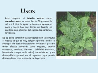 Para preparar el helecho macho como
remedio casero se debe hervir 50 gramos de
raíz en 1 litro de agua, se toma en ayunas un
poco y luego hay que tomar un laxante no
aceitoso para eliminar del cuerpo los parásitos,
lombrices.
No se debe consumir este preparado sin la consulta
al medico ya que es muy peligrosa para la salud si se
sobrepasa la dosis o indicaciones necesarias para no
tener efectos adversos como ceguera, bronco
espasmos, vómitos, diarreas, debilidad muscular,
hematuria (sangre en la orina), convulsiones y un
desequilibrio general en el organismo que puede
desencadenar con la muerte de la persona.
Usos
 