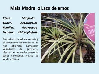 Mala Madre o Lazo de amor.
Clase: Liliopsida
Orden: Asparagales
Familia: Agavaceae
Género: Chlorophytum
Procedente de África, Austria y
el continente sudamericano. Se
han obtenido numerosas
variedades de jardinería,
alguna de las cuales presenta
tonos variegados, mezcla de
verde y crema.
 