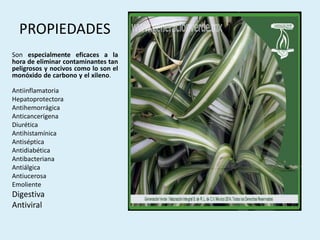 PROPIEDADES
Son especialmente eficaces a la
hora de eliminar contaminantes tan
peligrosos y nocivos como lo son el
monóxido de carbono y el xileno.
Antiinflamatoria
Hepatoprotectora
Antihemorrágica
Anticancerígena
Diurética
Antihistamínica
Antiséptica
Antidiabética
Antibacteriana
Antiálgica
Antiucerosa
Emoliente
Digestiva
Antiviral
 