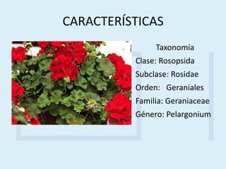 CARACTERÍSTICAS
Taxonomía
Clase: Rosopsida
Subclase: Rosidae
Orden: Geraniales
Familia: Geraniaceae
Género: Pelargonium
 